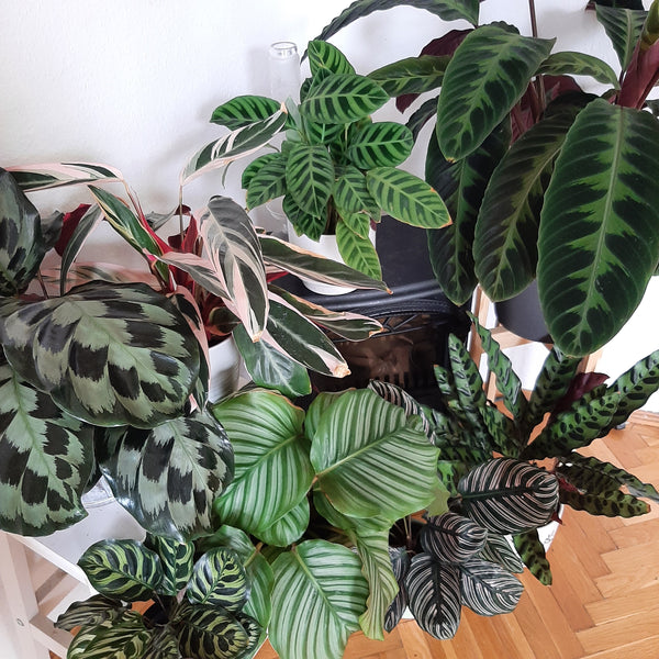 Calathea-nevelési útmutató