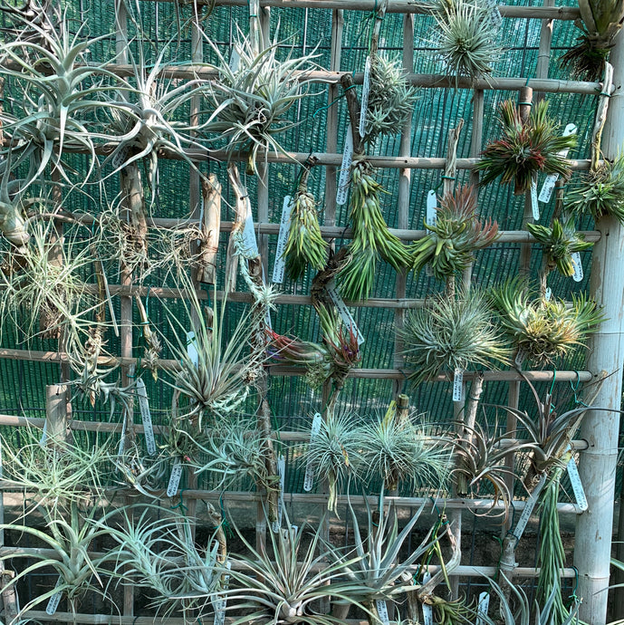 Tillandsia gyorstalpaló