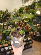 Kép betöltése a galériamegjelenítőbe: Anthurium luxurians x radicans 3. - Tropical Home 

