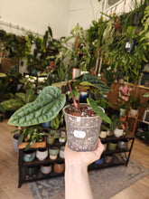 Kép betöltése a galériamegjelenítőbe: Anthurium luxurians x radicans 2. - Tropical Home 
