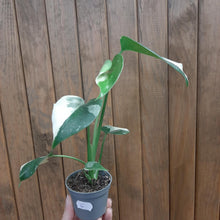 Kép betöltése a galériamegjelenítőbe: Monstera deliciosa “Thai constellation”  mini 6.
