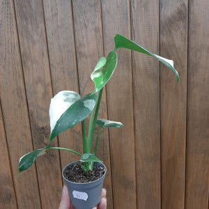 Monstera deliciosa “Thai constellation”  mini 6.