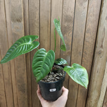 Kép betöltése a galériamegjelenítőbe: Anthurium veitchii 2. - Szépséghibás - Tropical Home 
