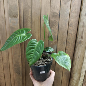 Anthurium veitchii 2. - Szépséghibás - Tropical Home 