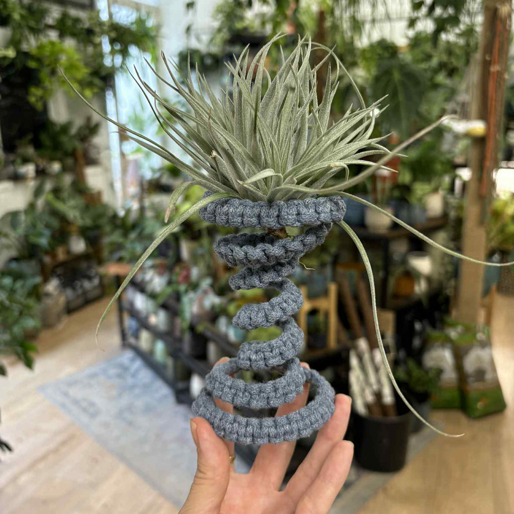 Makramé és Tillandsia workshop  - szeptember 16. kedd 18:00 - Tropical Home 