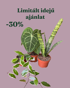 Növénycsomag 6. - 30% kedvezmény