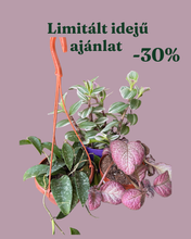 Kép betöltése a galériamegjelenítőbe: Növénycsomag 1. - 30% kedvezmény
