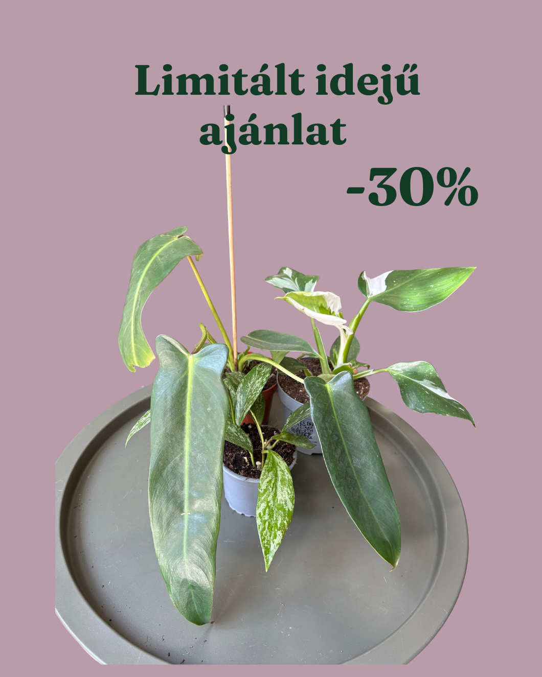 Növénycsomag 4. - 30% kedvezmény