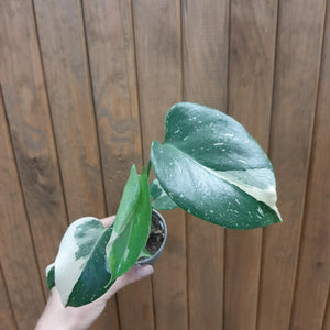 Monstera deliciosa “Thai constellation”  mini 6.