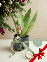 Kép betöltése a galériamegjelenítőbe: Sansevieria trif. &quot;Moonshine&quot; - karácsonyi ajándékcsomag
