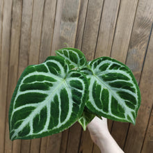 Kép betöltése a galériamegjelenítőbe: Anthurium crystallinum &quot;Silver b(l)ush&quot; - Tropical Home 
