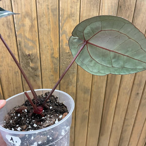 DocBlock Anthurium "Michelle 11" ® X "Michelle 1" - 1.