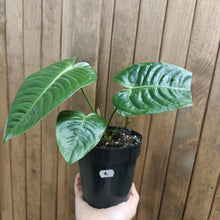 Kép betöltése a galériamegjelenítőbe: Anthurium veitchii 1 . - Szépséghibás
