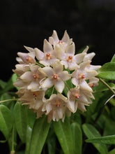 Kép betöltése a galériamegjelenítőbe: Hoya leucantha - Saját szaporítás
