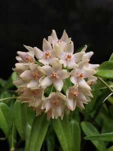 Hoya leucantha - Saját szaporítás