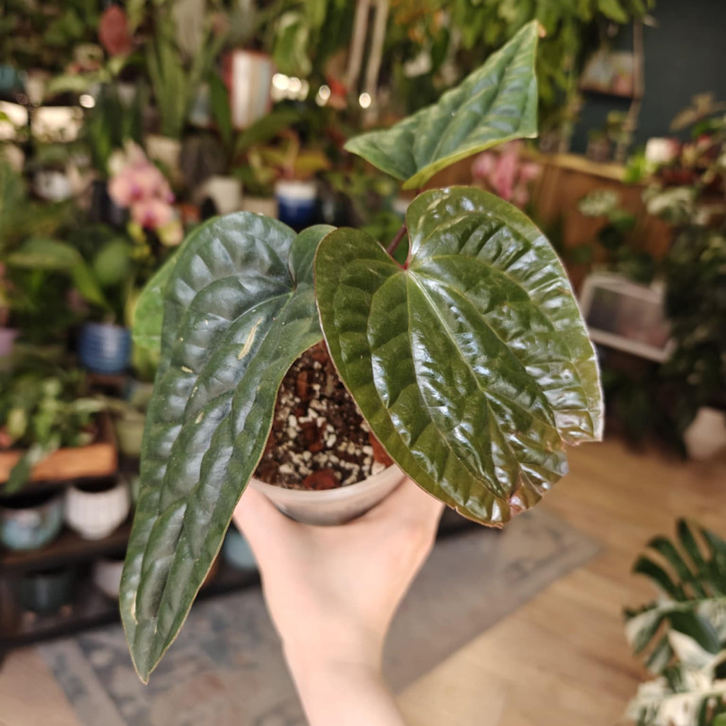 Anthurium luxurians x radicans 2. - Tropical Home 