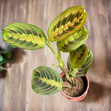 Kép betöltése a galériamegjelenítőbe: Maranta leuconeura Tricolor - Nyílgyökér - Prayer plant - Tropical Home 
