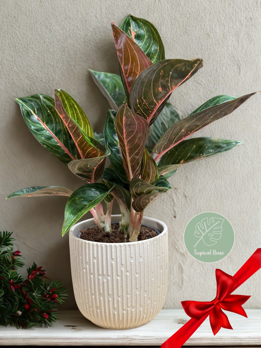 Aglaonema 