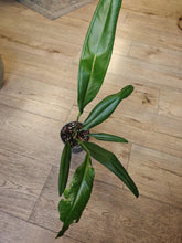 Kép betöltése a galériamegjelenítőbe: Anthurium bakeri - Szépséghibás
