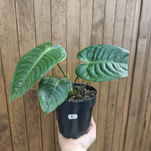 Kép betöltése a galériamegjelenítőbe: Anthurium veitchii 1 . - Szépséghibás
