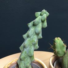 Kép betöltése a galériamegjelenítőbe: &quot;Pajkos páros&quot; - Boobie &amp; Penis cactus - Tropical Home 
