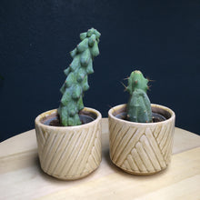 Kép betöltése a galériamegjelenítőbe: &quot;Pajkos páros&quot; - Boobie &amp; Penis cactus - Tropical Home 
