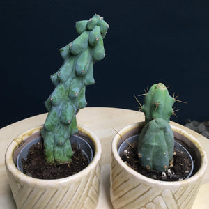 "Pajkos páros" - Boobie & Penis cactus - Tropical Home 