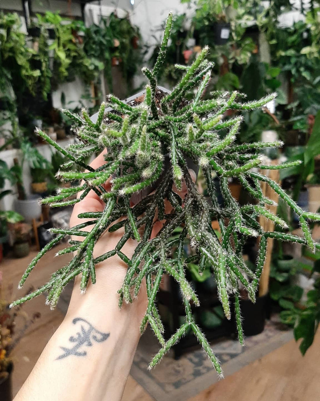 Rhipsalis pilocarpa 7cm - Vesszőkaktusz