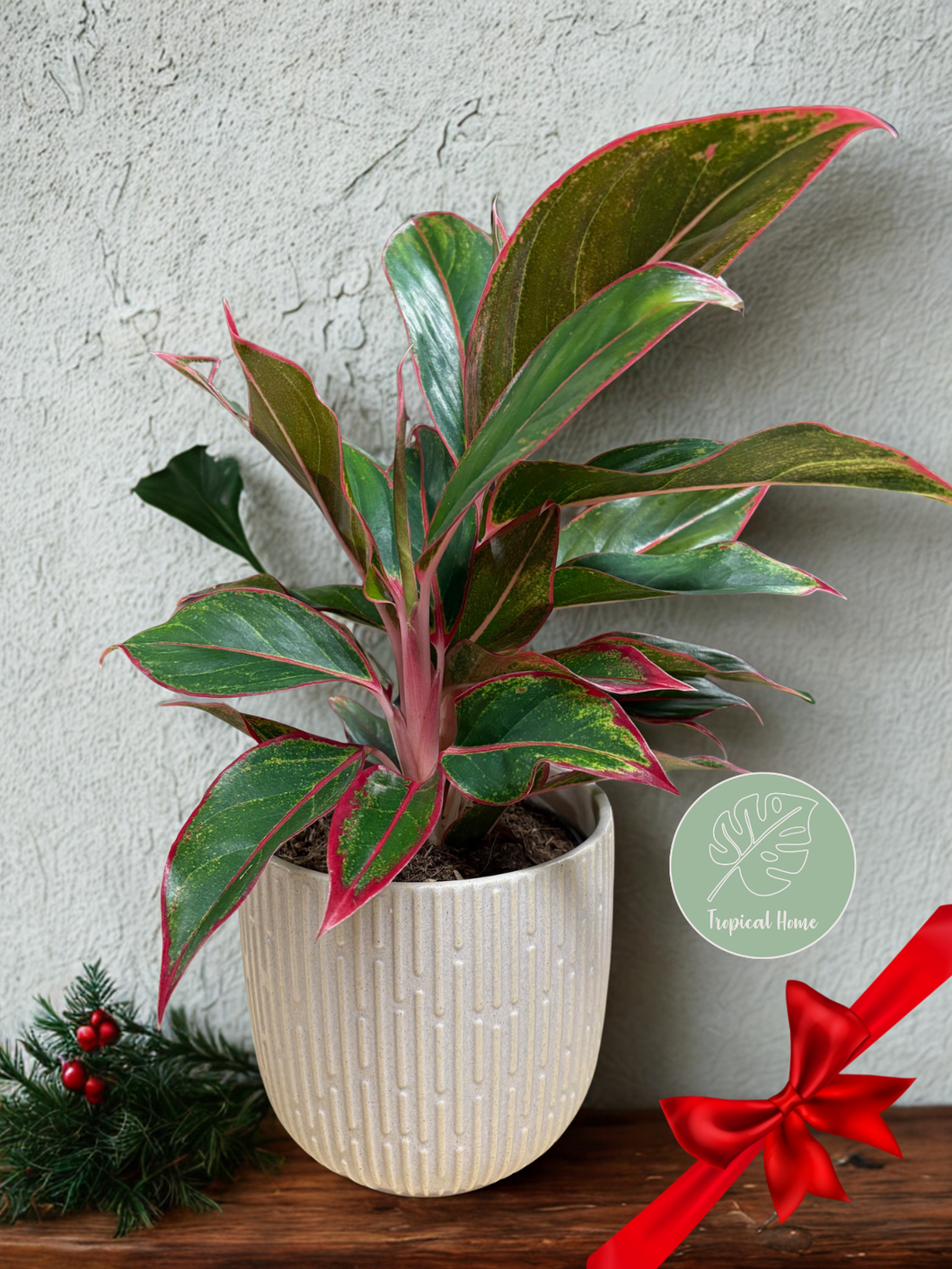 Aglaonema 
