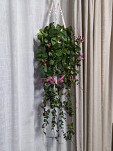 Kép betöltése a galériamegjelenítőbe: Aeschynanthus &quot;Pink polka&quot; - Pink rúzsvirág - Tropical Home 

