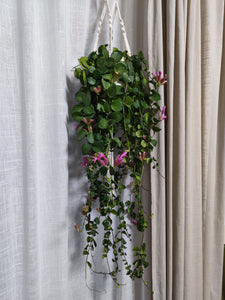 Aeschynanthus "Pink polka" - Pink rúzsvirág - Tropical Home 