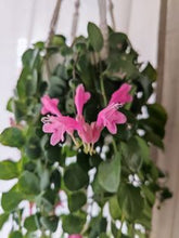 Kép betöltése a galériamegjelenítőbe: Aeschynanthus &quot;Pink polka&quot; - Pink rúzsvirág - Tropical Home 
