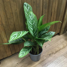 Kép betöltése a galériamegjelenítőbe: Aglaonema "Stripes" - Rákvirág - Chinese Evergreen - Tropical Home 
