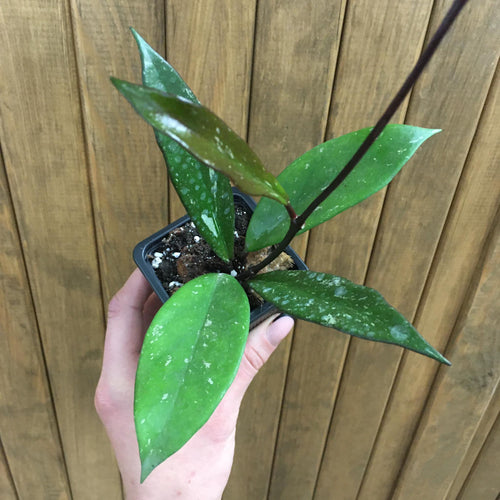Hoya pubicalyx kicsi - Viaszvirág - Wax plant - Tropical Home 