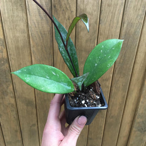 Hoya pubicalyx kicsi - Viaszvirág - Wax plant - Tropical Home 