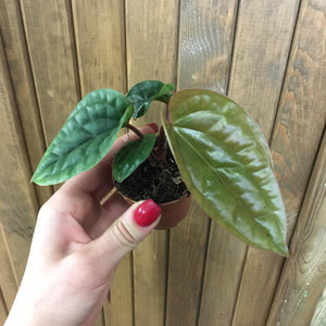 Anthurium luxurians x radicans - Tropical Home 