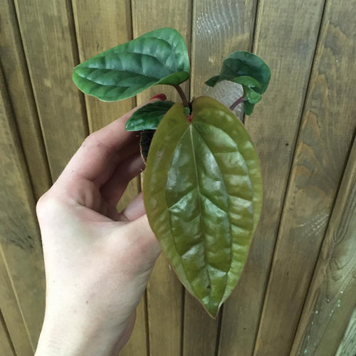 Anthurium luxurians x radicans - Tropical Home 