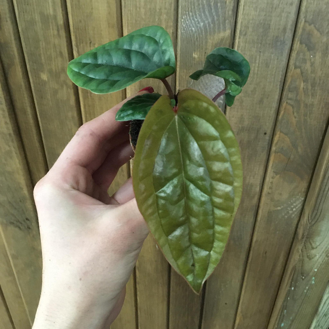 Anthurium luxurians x radicans - Tropical Home 