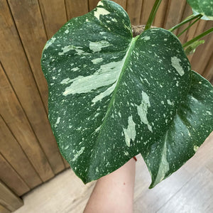 Monstera deliciosa “Thai constellation” 4. - 2 töves