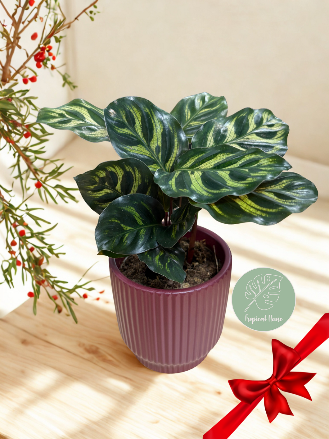Calathea makoyana - karácsonyi ajándékcsomag