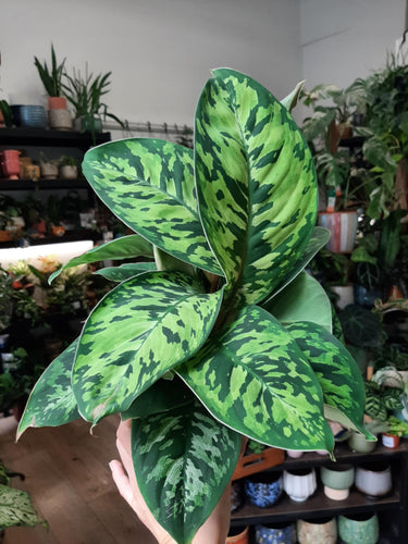 Homalomena (Adelonema) camouflage - Tropical Home 