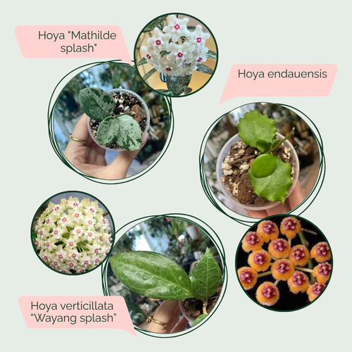 Mini Hoyák csomagban - Saját szaporítás - Tropical Home 