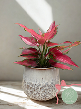 Kép betöltése a galériamegjelenítőbe: Aglaonema "Cherry baby" - ajándékcsomag gondozási útmutatóval
