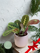 Kép betöltése a galériamegjelenítőbe: Maranta leuconeura Tricolor - Nyílgyökér - karácsonyi ajándékcsomag
