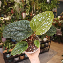 Kép betöltése a galériamegjelenítőbe: Anthurium luxurians x radicans 3. - Tropical Home 
