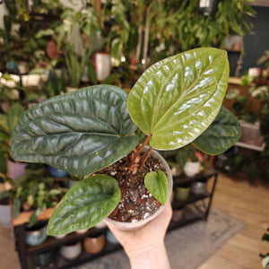 Anthurium luxurians x radicans 3. - Tropical Home 