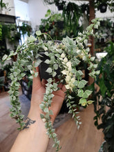 Kép betöltése a galériamegjelenítőbe: Dischidia ruscifolia &quot;Million hearts&quot; variegata
