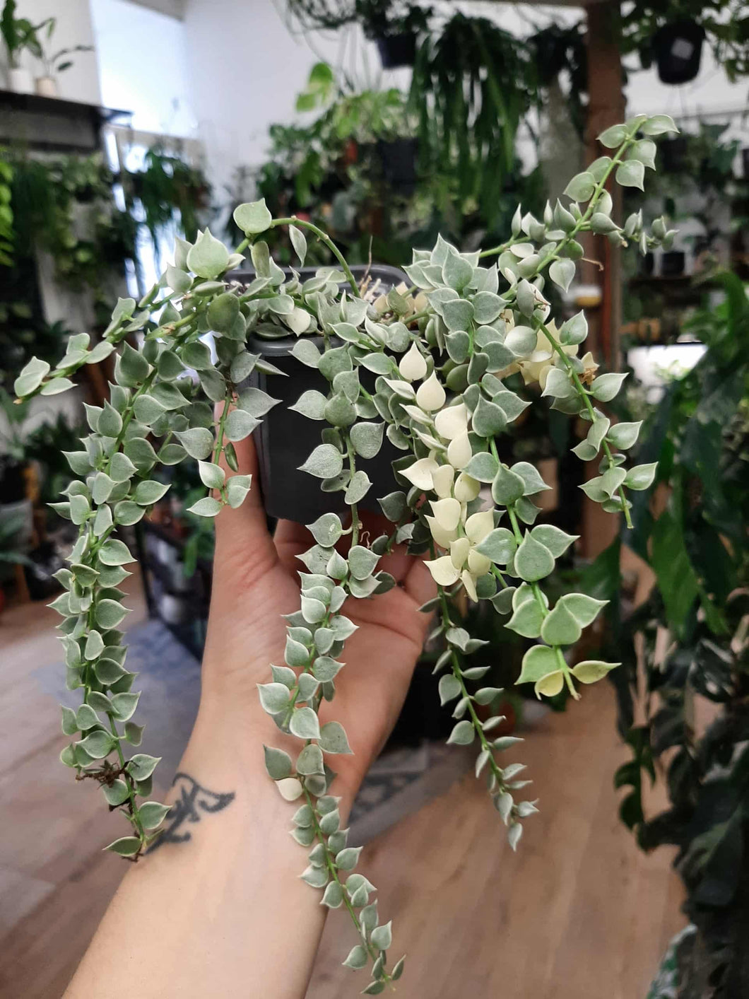 Dischidia ruscifolia 