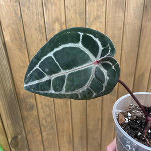 DocBlock Anthurium "Michelle 11" ® X "Michelle 1" - 1.