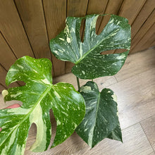 Kép betöltése a galériamegjelenítőbe: Monstera deliciosa “Thai constellation” 5.
